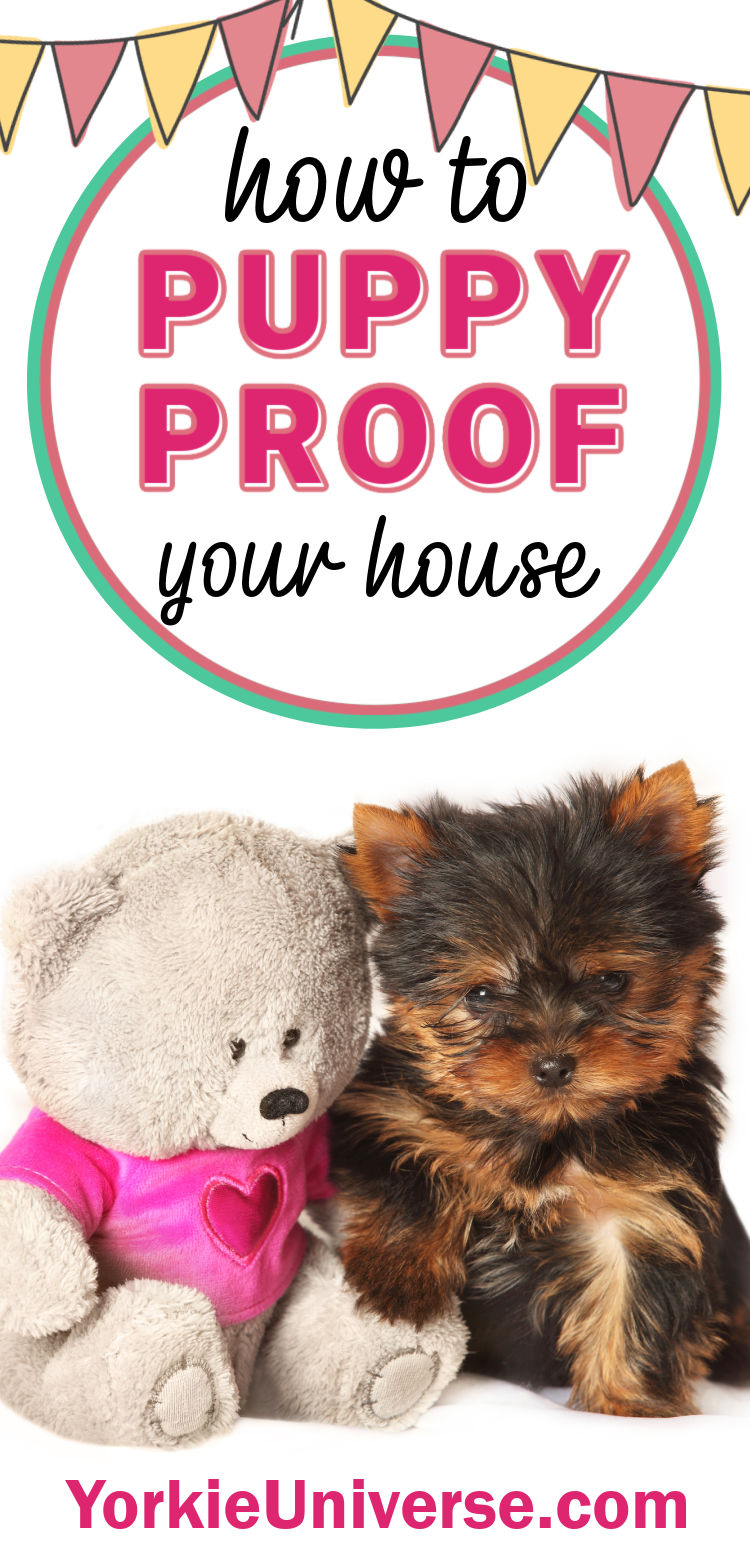 How to Puppy Proof Your House Yorkie Universe