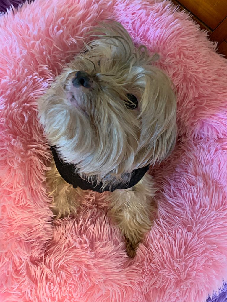 Yorkie looking up in pink dog bed