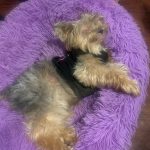 A small, fluffy dog wearing a black shirt is sleeping on its side on a round, purple, furry Yorkie bed. The dog looks relaxed and comfortable, showing why this is one of the best beds for Yorkies.