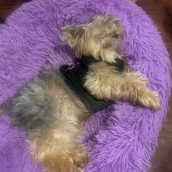 Best Beds for Yorkies and a Buyer’s Guide Yorkie Universe