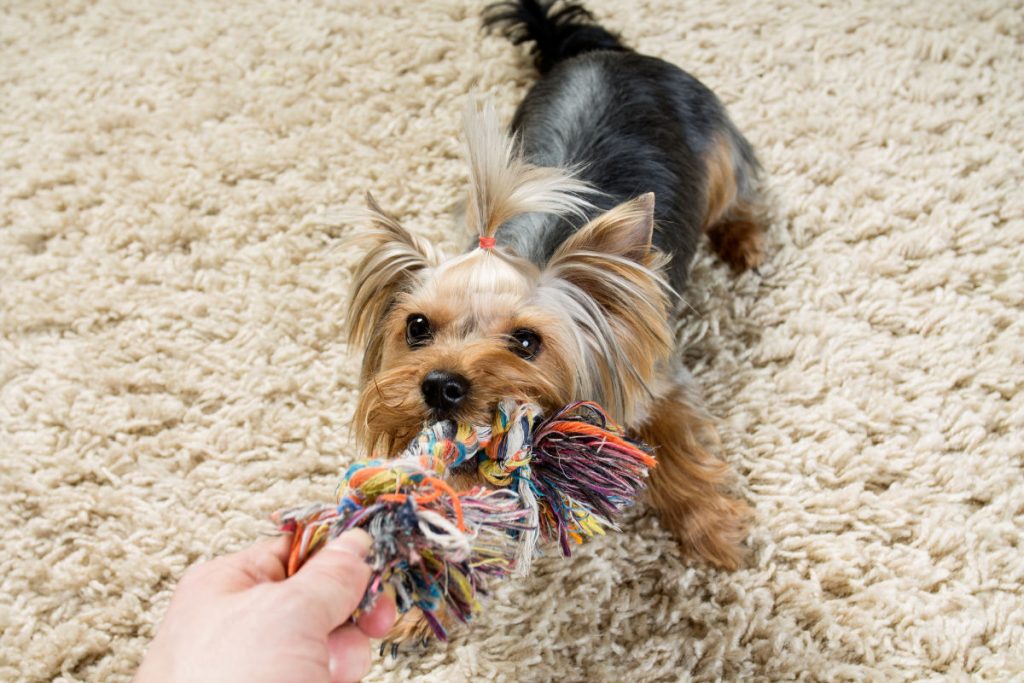 Yorkshire terrier  playing with a toy on the carpet