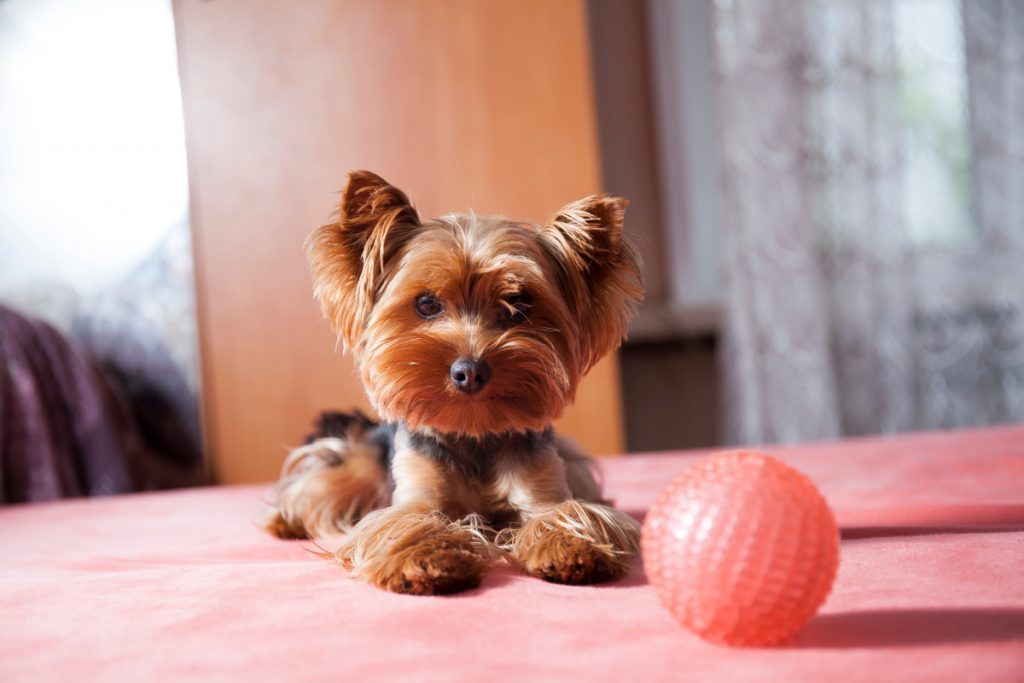 yorkshire terrier playing with pink ball