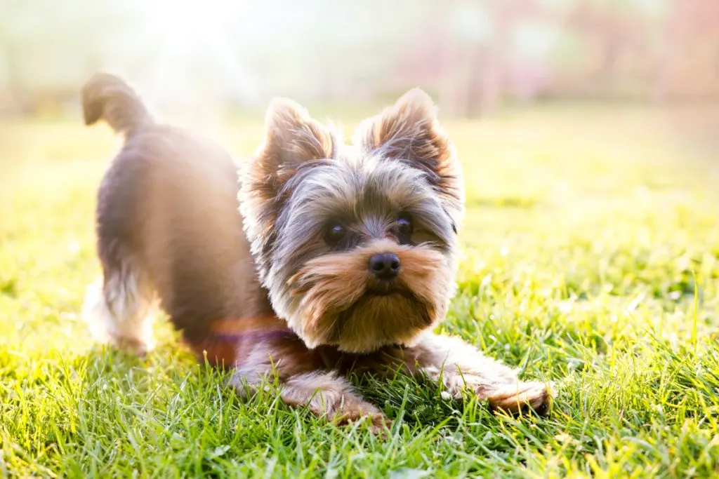 yorkie puppy in grass with butt in the air