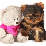 Yorkie puppy next to teddy bear toy