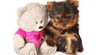 Yorkie puppy next to teddy bear toy