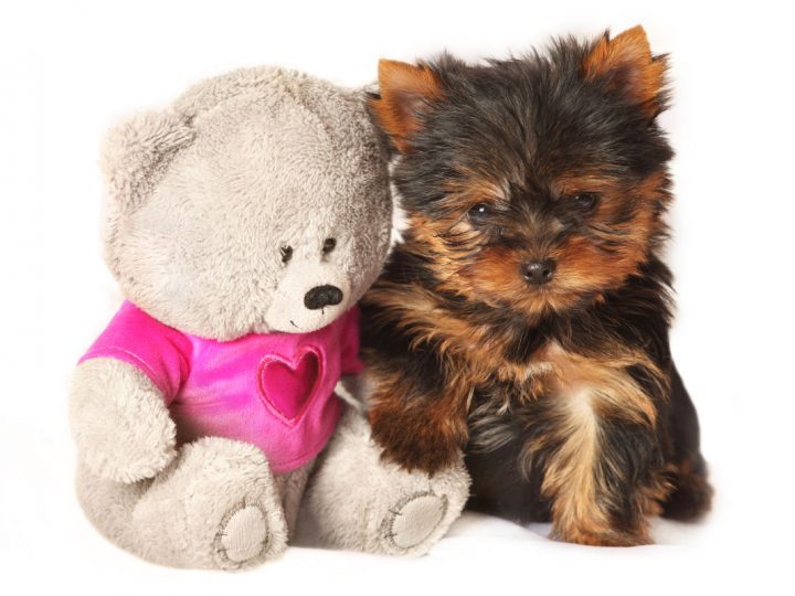 Yorkie puppy next to teddy bear toy