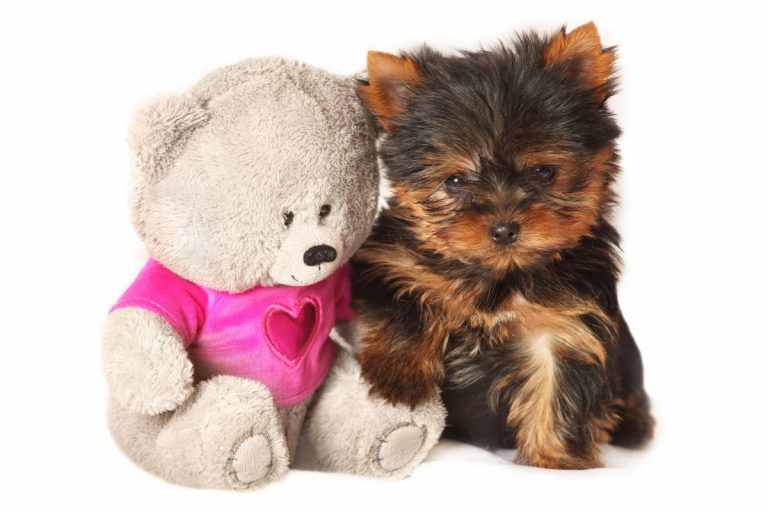 Yorkie puppy next to teddy bear toy