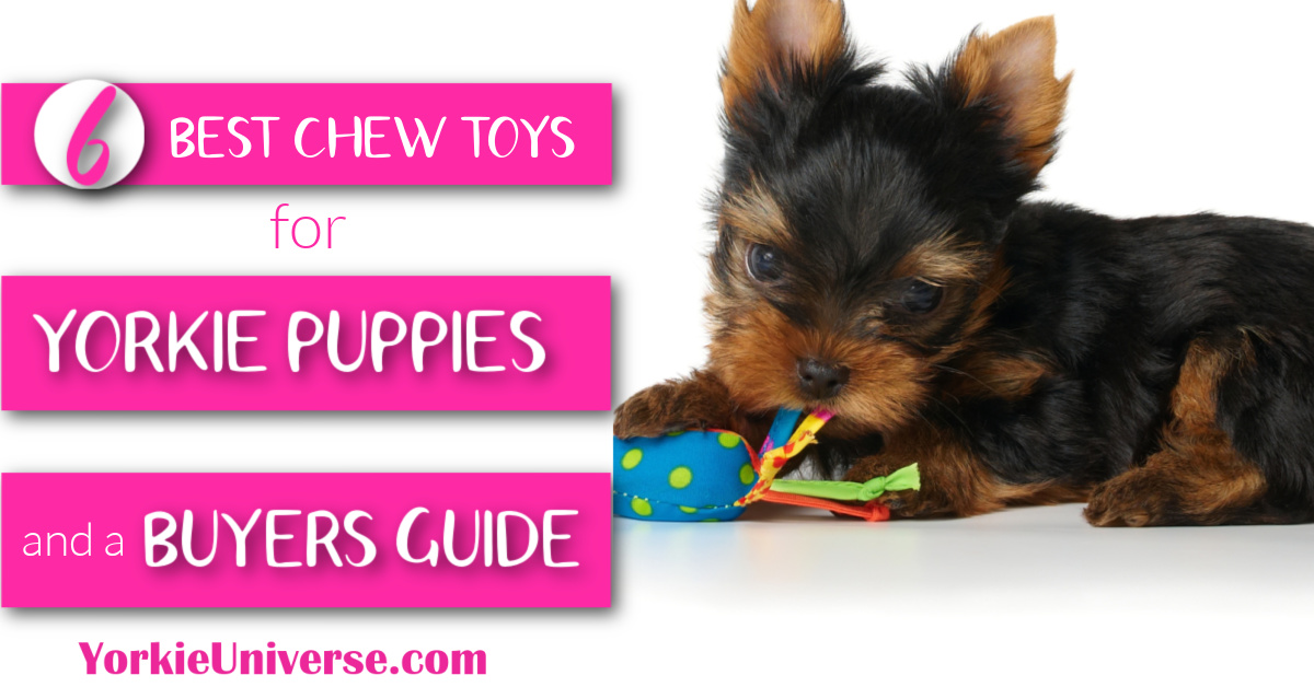 6 Best Chew Toys For Yorkie Puppies And
