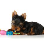 Yorkie puppy laying down with toy