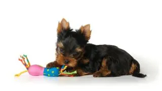 Yorkie puppy laying down with toy