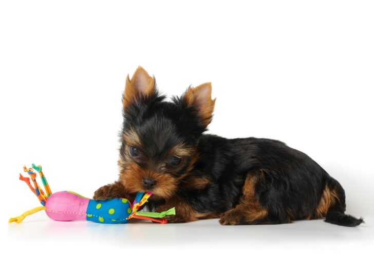 Yorkie puppy laying down with toy
