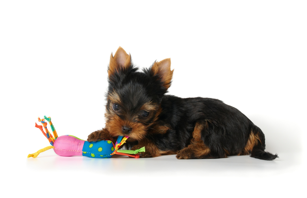 https://yorkieuniverse.com/wp-content/uploads/2022/09/Yorkie-puppy-laying-down-with-toy-1200.jpg