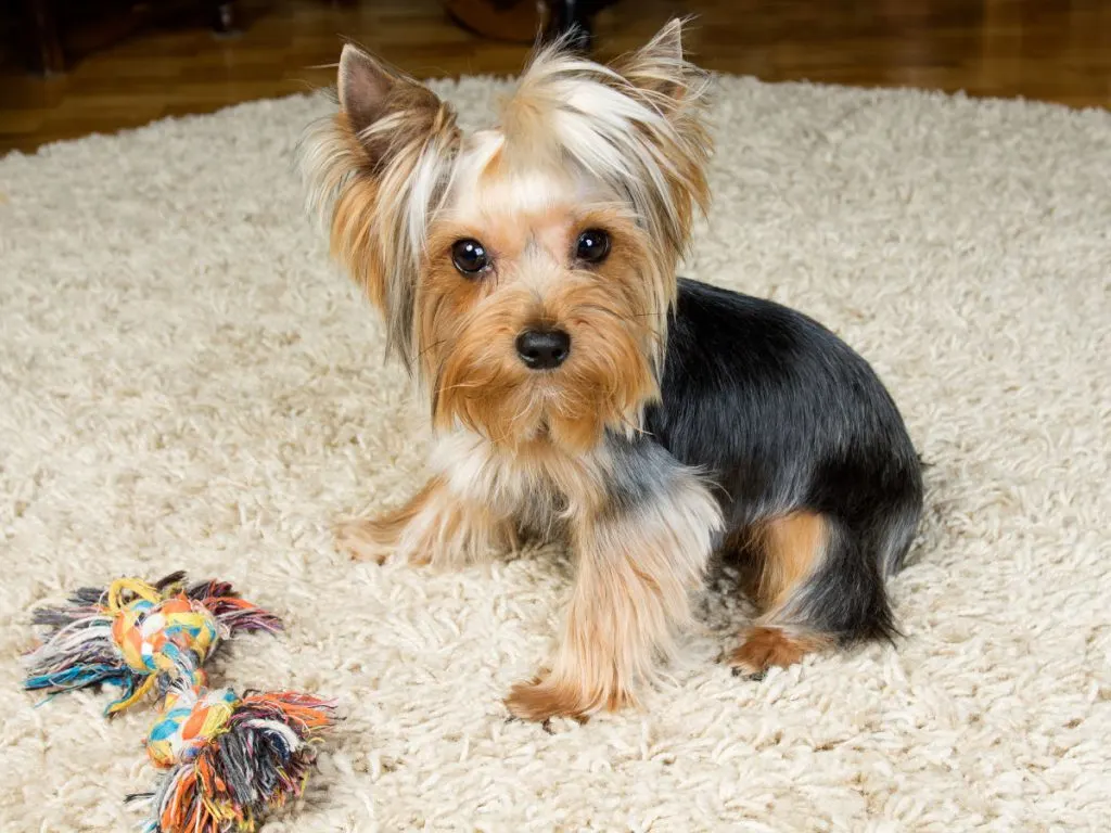 https://yorkieuniverse.com/wp-content/uploads/2022/09/Yorkie-puppy-on-rug-with-rope-toy-1200-1024x768.jpg.webp