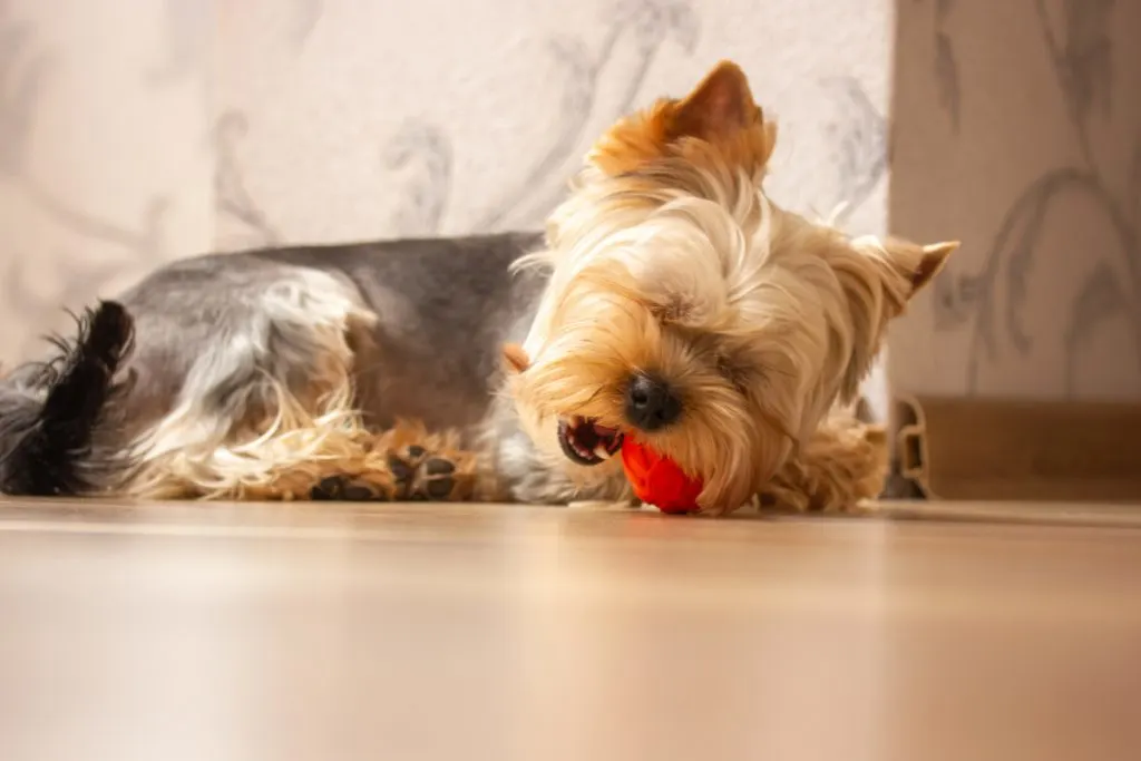 yorkie puppy with eyes closed chewing on red toy