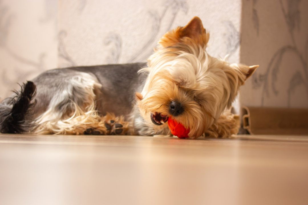 11 Ways to Stop a Yorkie From Barking Yorkie Universe