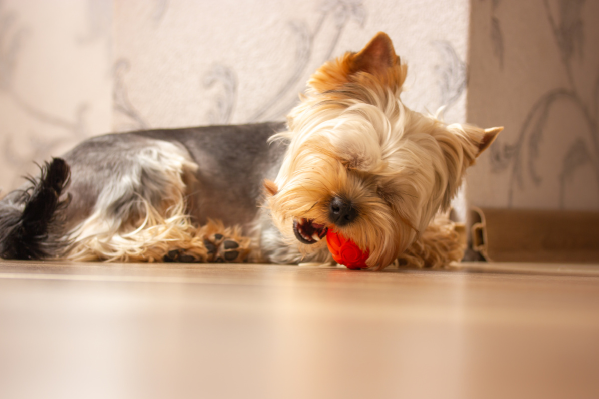 6 Best Chew toys for Yorkie Puppies and a Buyer’s Guide Yorkie Universe