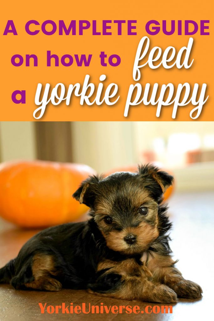 Yorkie puppy laying down