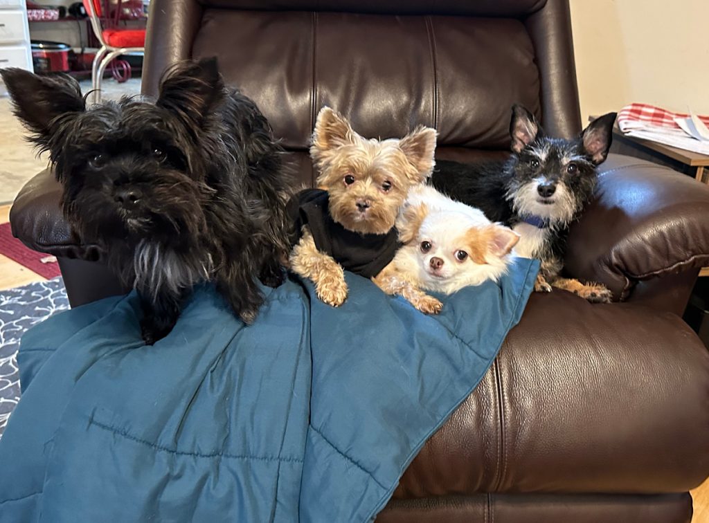 yorkies and chihuahuas sitting on recliner