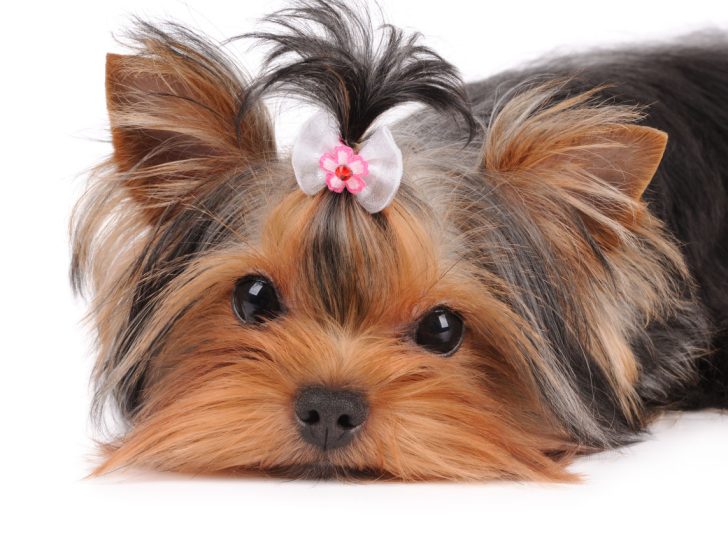 Yorkie puppy with bow laying down