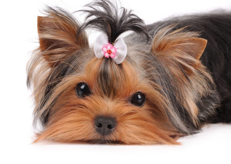 Yorkie puppy with bow laying down