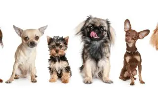 group of small dogs with yorkie
