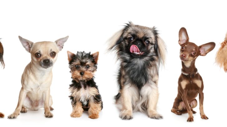 10 Dog Breeds Most Compatible With Yorkshire Terriers