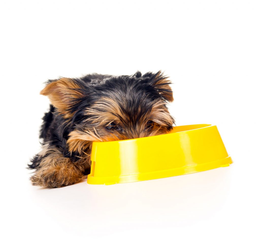 Yorkie puppy eating from yellow dog food bowl.