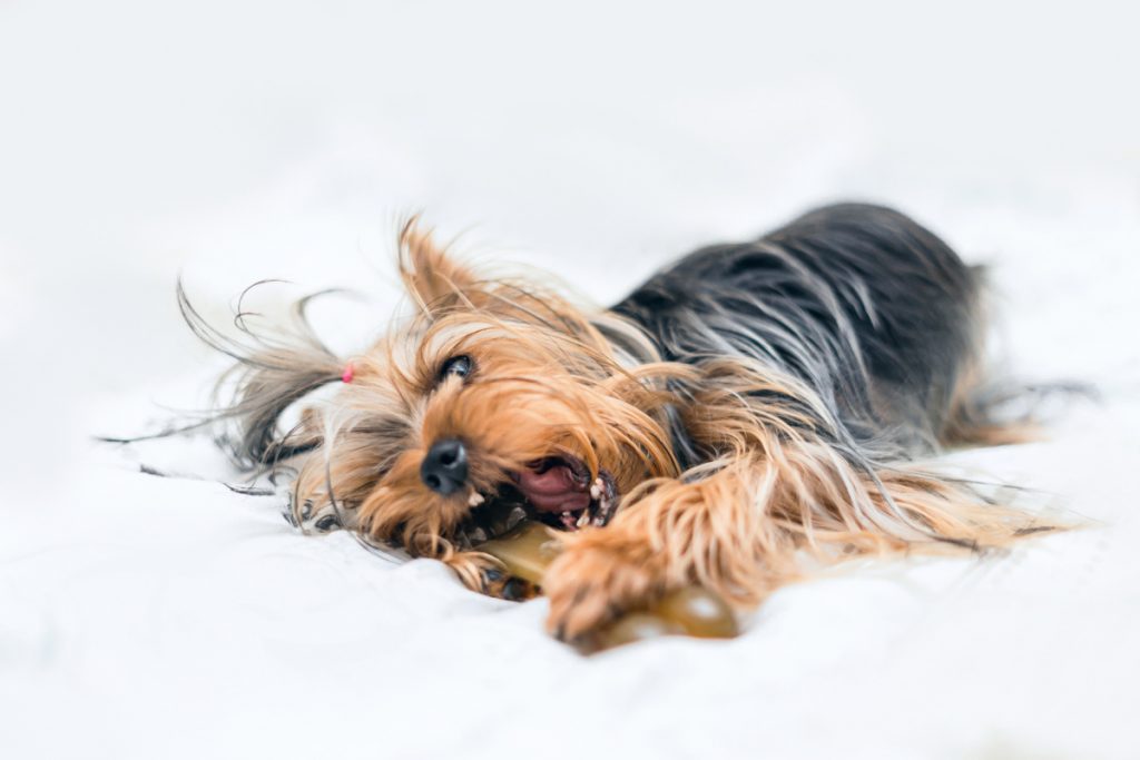 yorkie laying on side chewing on chew toy