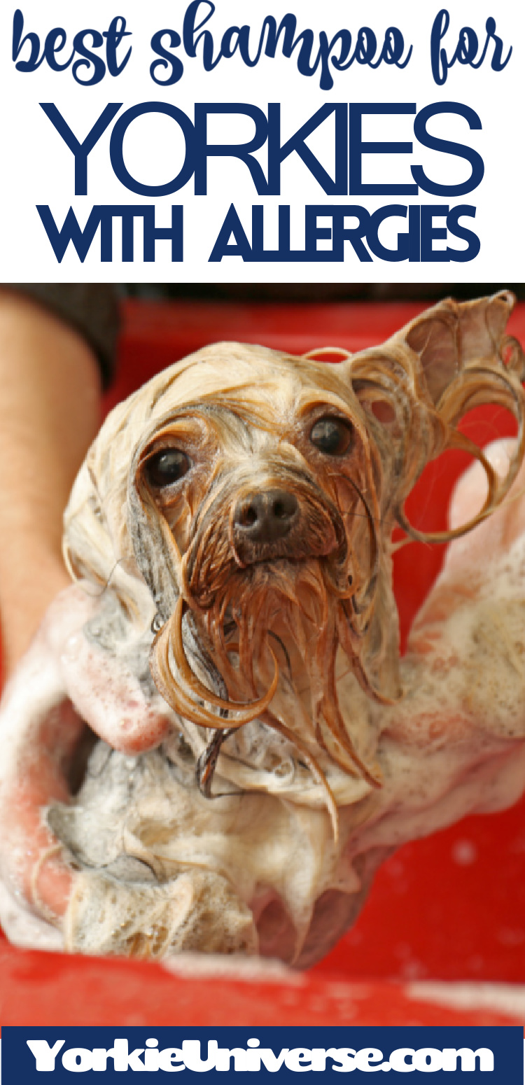 Best Shampoo for Yorkies with Allergies (Plus a Buyer’s Guide) Yorkie
