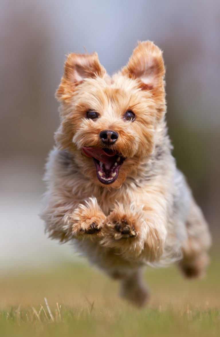 Jumping yorkie.