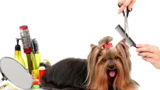Yorkie getting groomed with grooming supplies beside them