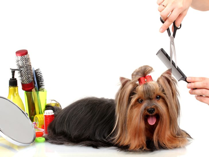 Yorkie getting groomed with grooming supplies beside them