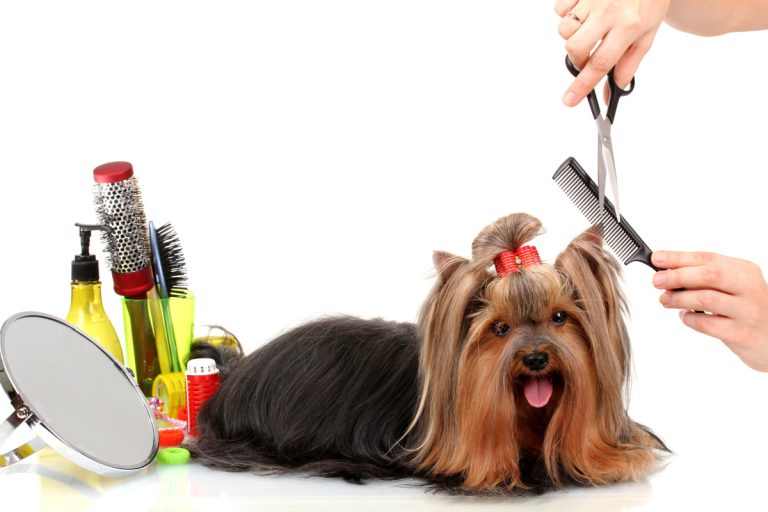 Yorkie getting groomed with grooming supplies beside them