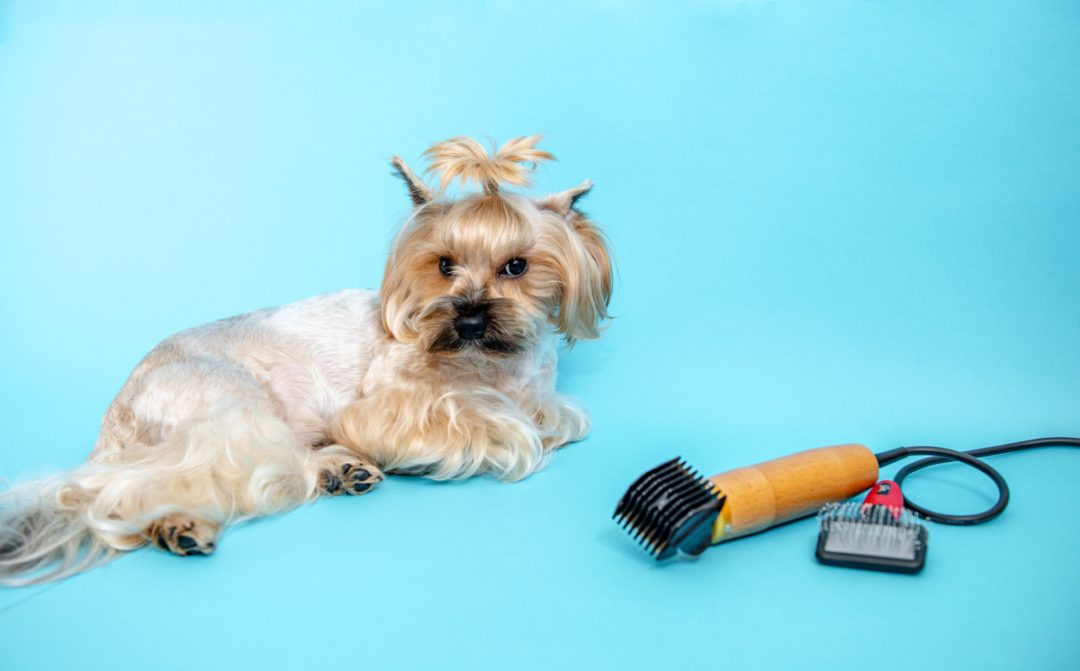 How to Cut a Yorkie's Hair the Correct and Easy Way Yorkie Universe
