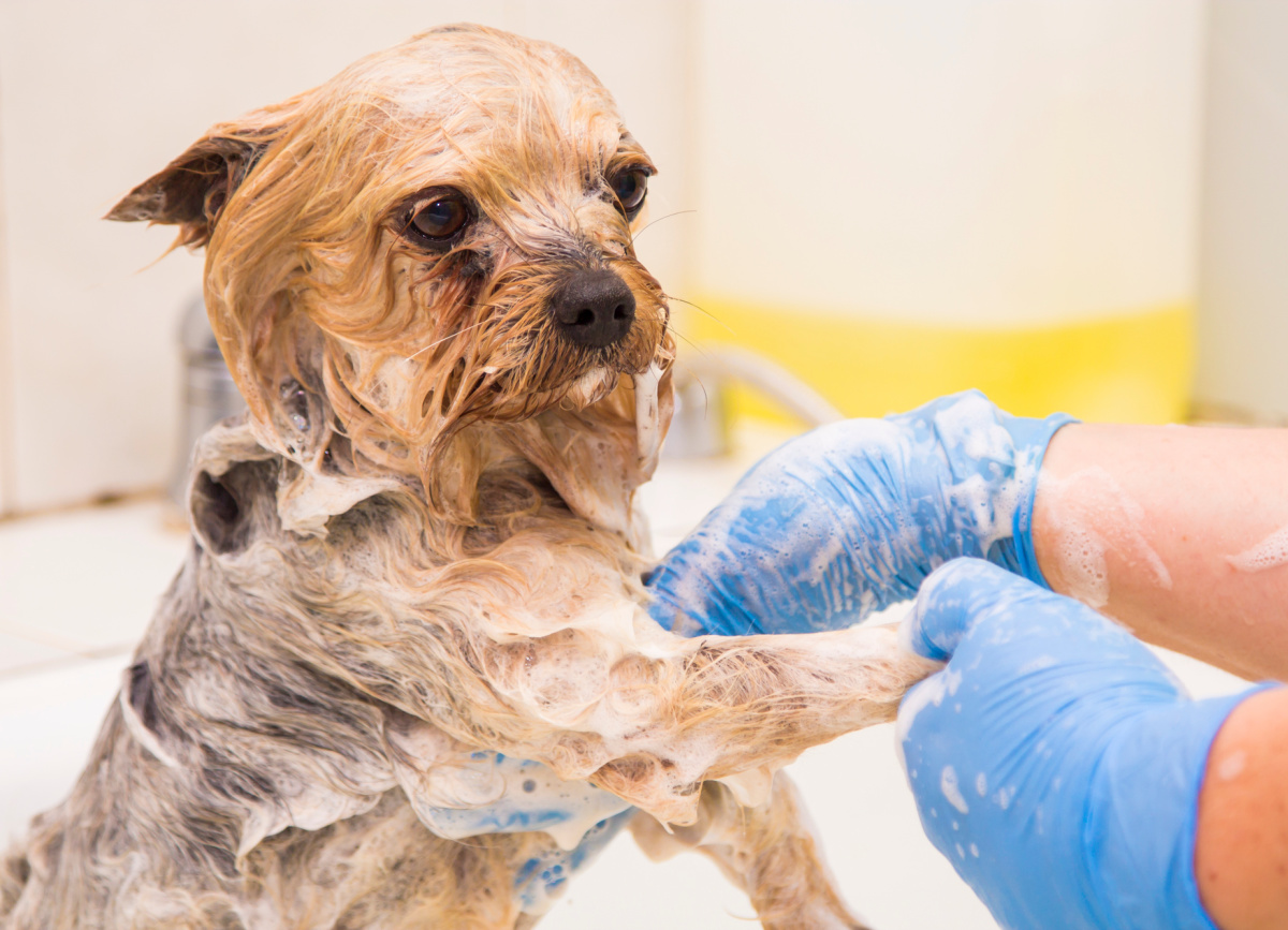 Best Shampoo for Yorkies with Allergies (Plus a Buyer’s Guide) Yorkie