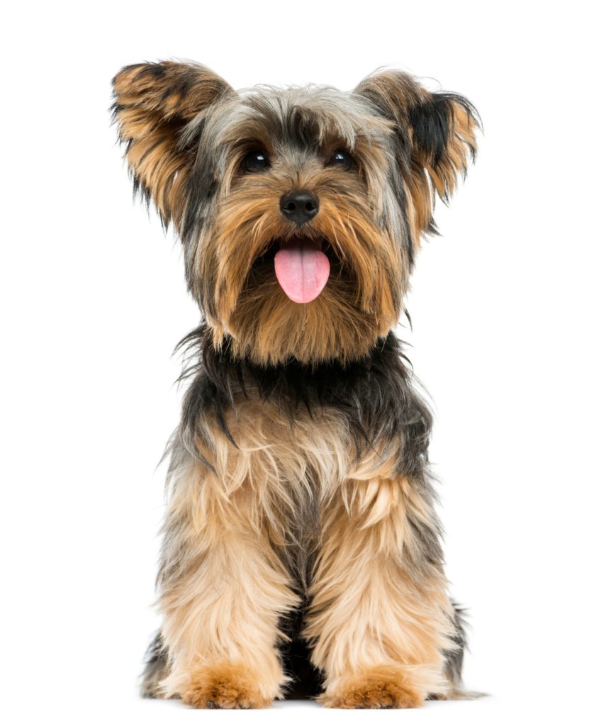 Front view of a Yorkshire Terrier sitting with tongue out