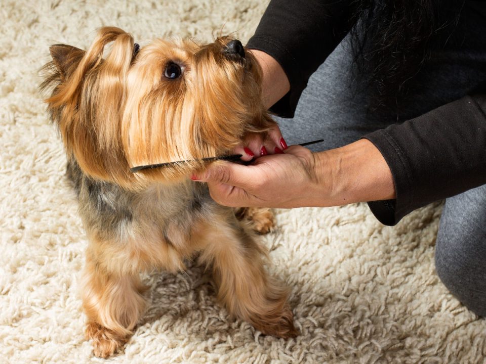 How to Cut a Yorkie's Hair the Correct and Easy Way Yorkie Universe