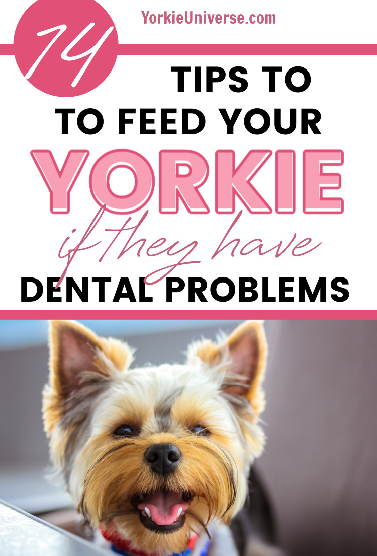 14 Tips to Feed Your Yorkie if They Have Dental Problems Yorkie Universe