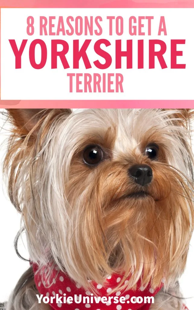 Cute Yorkshire terrier wearing red polka dot harness