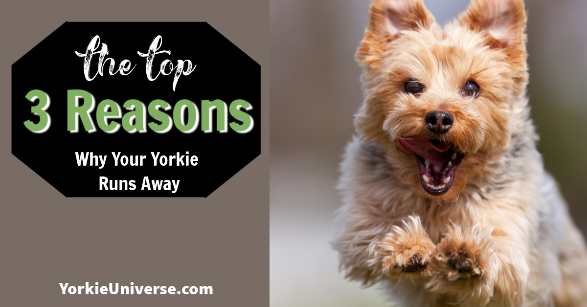 The Top 3 Reasons Why Your Yorkie Runs Away Yorkie Universe