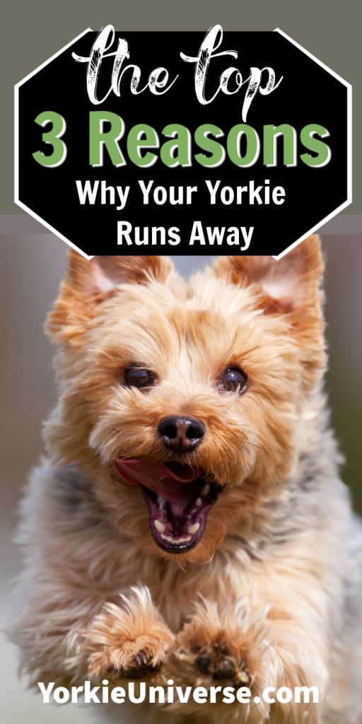 running Yorkshire terrrier