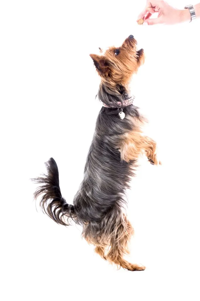 Yorkshire terrier begging standing up on its hand legs to reach a treat
