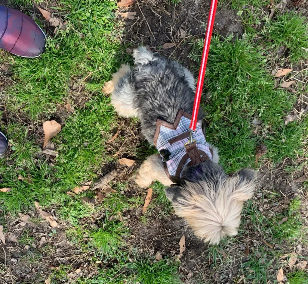 Yorkshire terrier wearing harness in grass