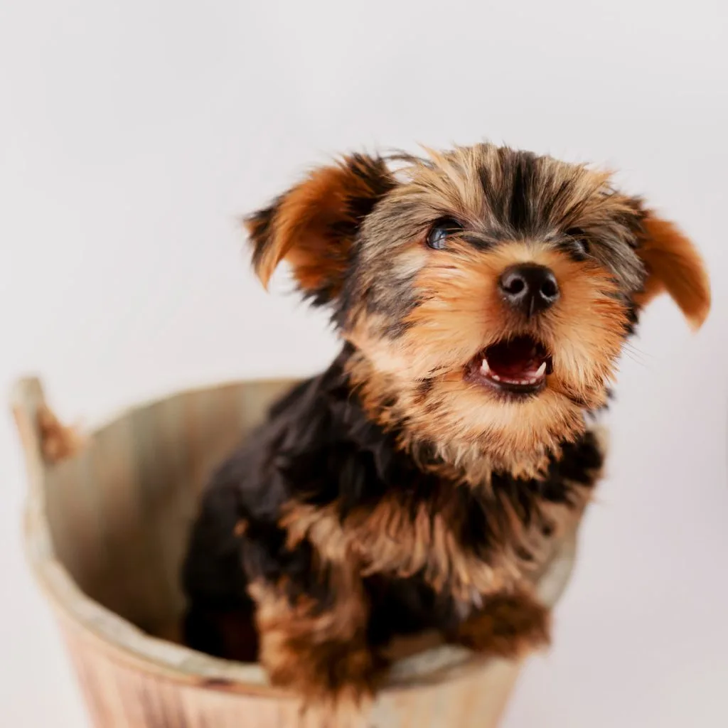 barking Yorkshire terrier puppy in a bucket