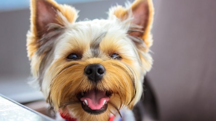 14 Tips to Feed Your Yorkie if They Have Dental Problems