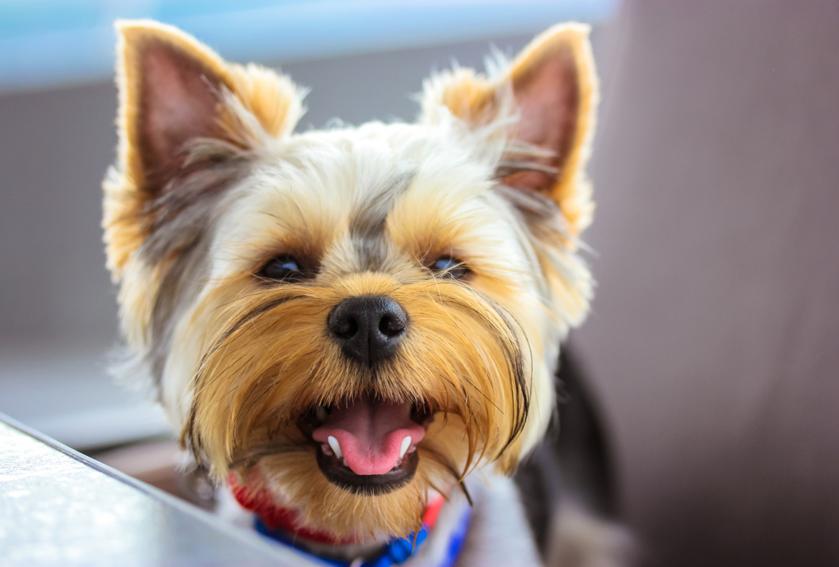 14 Tips to Feed Your Yorkie if They Have Dental Problems Yorkie Universe