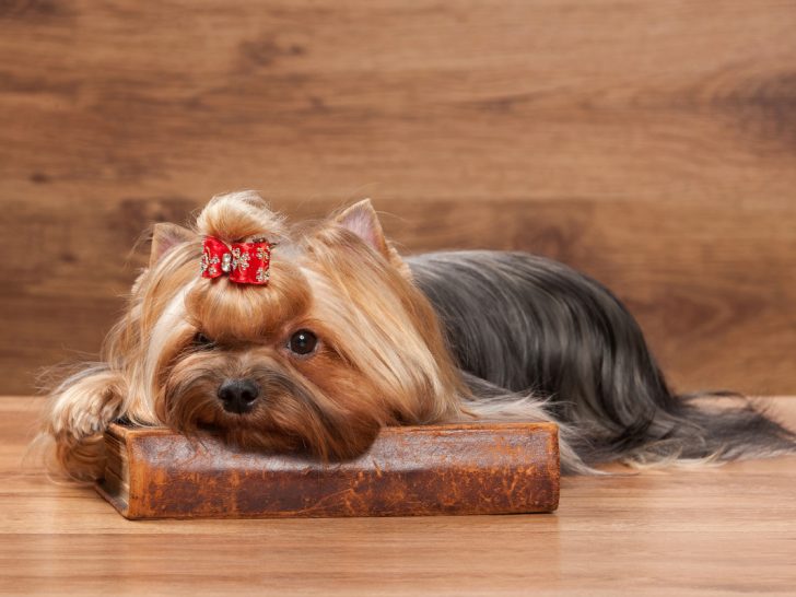 Yorkie with red bow laying on book