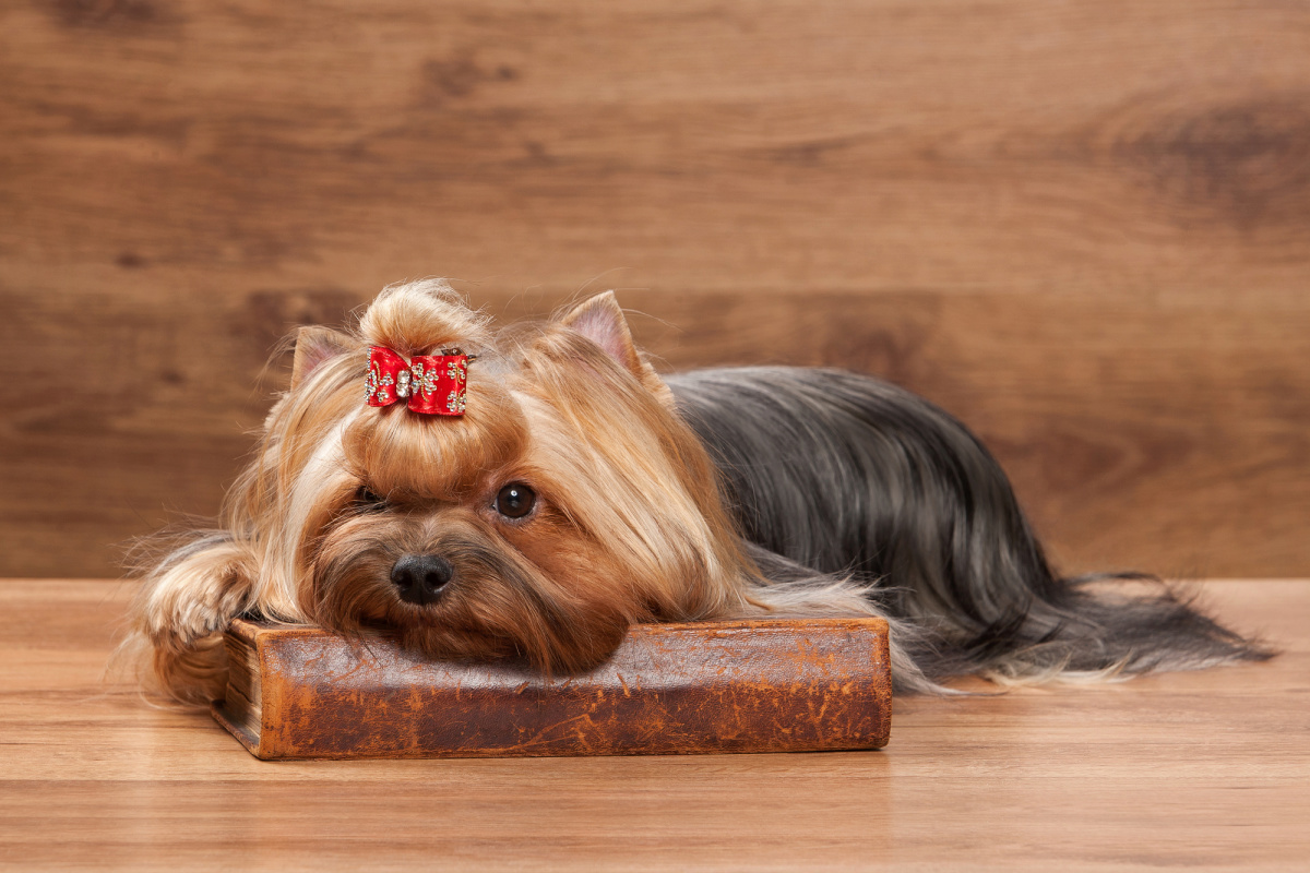 Are Yorkshire Terriers Smart? Yorkie Universe