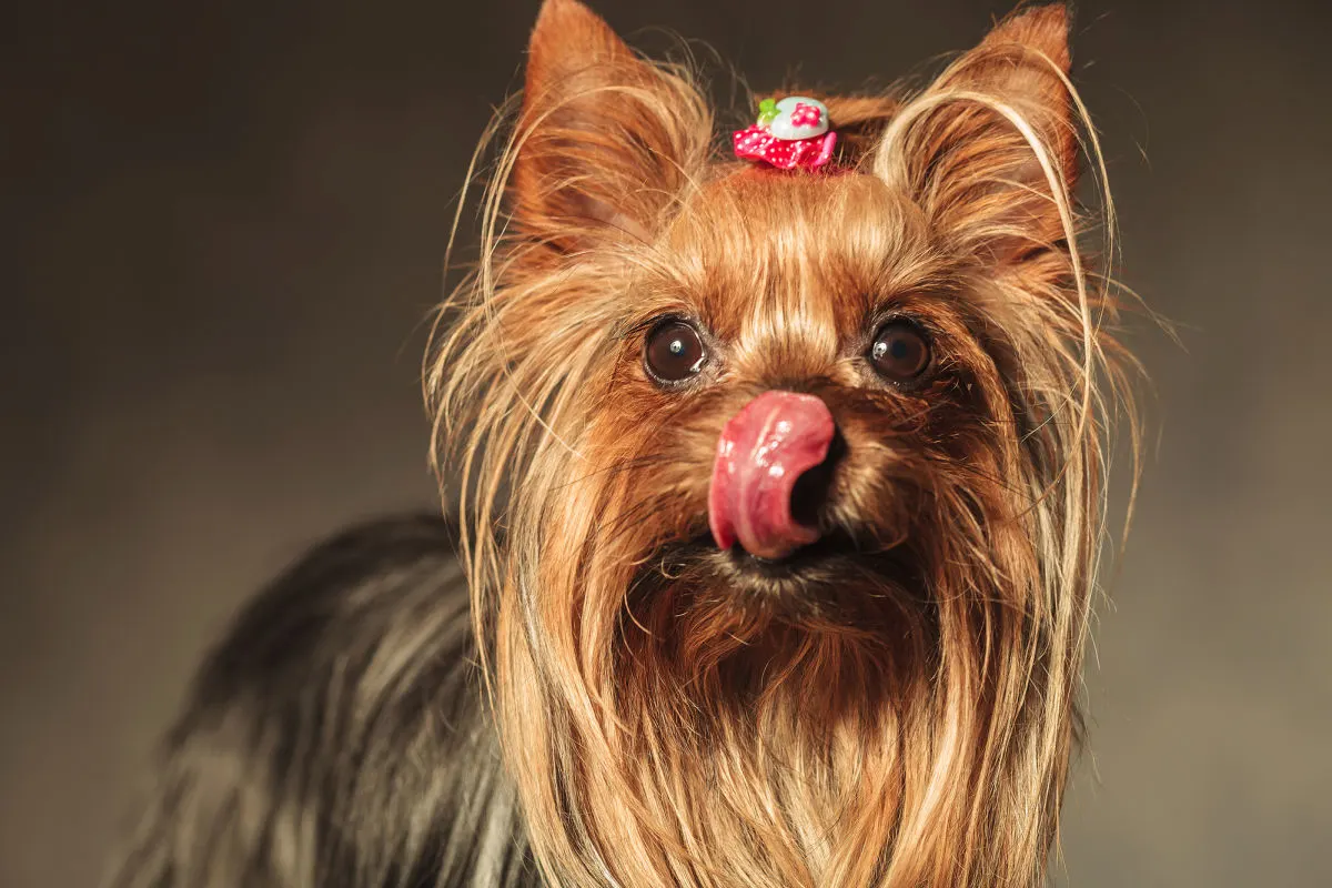 yorkshire terrier&nbsp; dog licking her nose&nbsp;