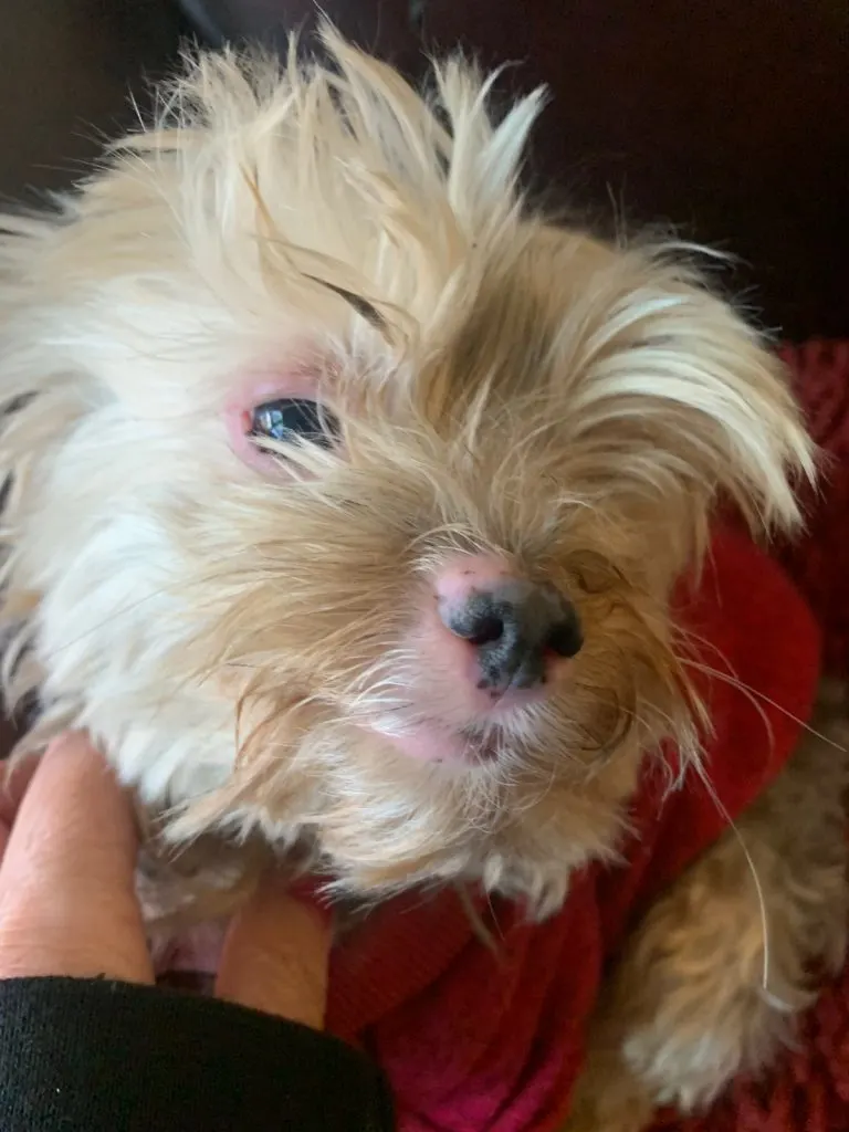yorkie face with red around eyes and nose